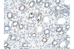 COX4I1 antibody was used for immunohistochemistry at a concentration of 2. (COX IV Antikörper  (N-Term))