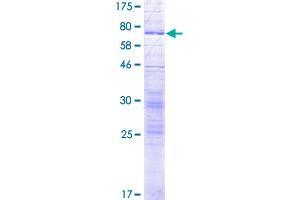 SLC17A4 Protein (AA 1-497) (GST tag)