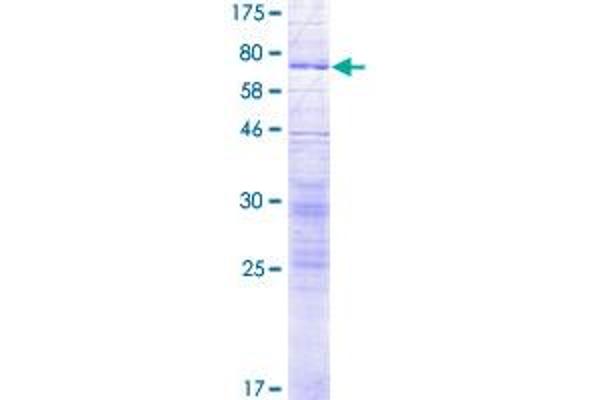 SLC17A4 Protein (AA 1-497) (GST tag)