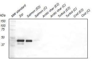 Western Blotting (WB) image for anti-Zona Radiata Protein antibody (ABIN108741) (Zona Radiata Protein Antikörper)