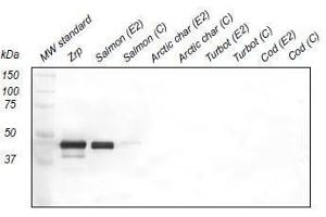 Western Blotting (WB) image for anti-Zona Radiata Protein antibody (ABIN108741)