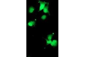 Anti-SDS mouse monoclonal antibody (ABIN2455364) immunofluorescent staining of COS7 cells transiently transfected by pCMV6-ENTRY SDS (RC217814). (serine Dehydratase Antikörper)