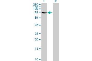 Western Blot analysis of ELF2 expression in transfected 293T cell line by ELF2 MaxPab polyclonal antibody. (ELF2 Antikörper  (AA 1-581))