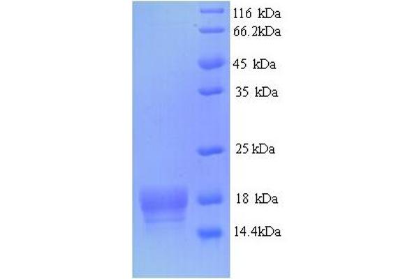 ATPC1 Protein (AA 23-168) (His tag)