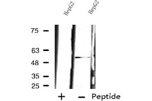 Western blot analysis of extracts from HepG2 cells, using PSMD12 antibody.