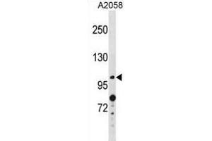 ANO4 Antibody (N-term) (ABIN1881059 and ABIN2839046) western blot analysis in  cell line lysates (35 μg/lane). (Anoctamin 4 Antikörper  (N-Term))