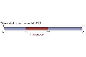 Image no. 1 for anti-Nuclear Factor of Activated T-Cells, Cytoplasmic, Calcineurin-Dependent 1 (NFATC1) antibody (ABIN967559) (NFATC1 Antikörper)