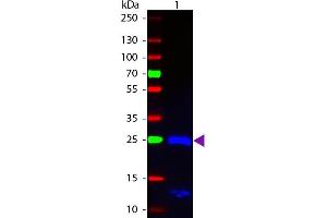 Western blot of Fluorescein conjugated Goat F(ab’)2 Anti-Human IgG F(ab’)2 Pre-Adsorbed secondary antibody. (Ziege anti-Human IgG (F(ab')2 Region) Antikörper (FITC) - Preadsorbed)