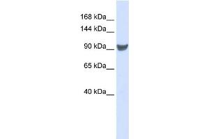 WB Suggested Anti-XPO1 Antibody Titration:  0. (XPO1 Antikörper  (Middle Region))