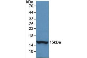 Detection of Recombinant HTN1,Human using Monoclonal Antibody to Histatin 1 (HTN1) (HTN1 Antikörper  (AA 20-57))