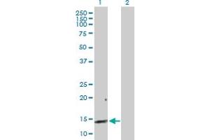 Western Blot analysis of REG3A expression in transfected 293T cell line by REG3A MaxPab polyclonal antibody. (REG3A Antikörper  (AA 1-175))