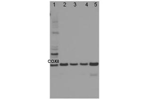 Image no. 1 for anti-Cytochrome Oxidase Subunit II (COXII) antibody (ABIN334535) (COXII Antikörper)