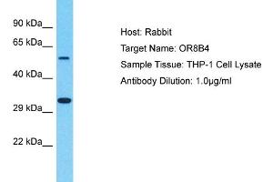 Host: Rabbit Target Name: OR8B4 Sample Type: THP-1 Whole Cell lysates Antibody Dilution: 1.