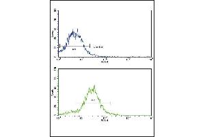 Flow Cytometry (FACS) image for anti-Bone Morphogenetic Protein Receptor, Type II (serine/threonine Kinase) (BMPR2) (AA 28-59), (N-Term) antibody (ABIN388741)