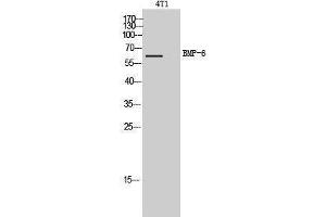 Western Blotting (WB) image for anti-Bone Morphogenetic Protein 6 (BMP6) (Internal Region) antibody (ABIN3179001) (BMP6 Antikörper  (Internal Region))