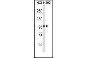 Western blot analysis of PTHD2 Antibody (N-term) in NCI-H292 cell line lysates (35ug/lane).