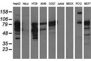 Western blot analysis of extracts (35 µg) from 9 different cell lines by using anti-PIK3AP1 monoclonal antibody. (PIK3AP1 Antikörper)