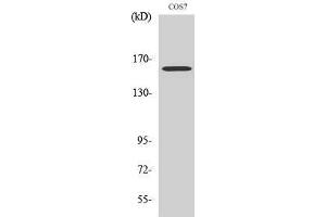 Western Blotting (WB) image for anti-RAB3 GTPase Activating Protein Subunit 2 (Non-Catalytic) (RAB3GAP2) (Internal Region) antibody (ABIN3180288) (RAB3GAP2 Antikörper  (Internal Region))