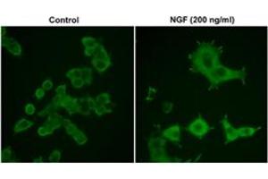 Immunocytochemical labeling in rat PC-12 cells grown for 4 days on poly-D-lysine-coated plates in the presence (200 ng/ml) or absence (Control) of Nerve Growth Factor (NGF).