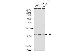 Western blot analysis of extracts of various cell lines, using OLR1 antibody (ABIN3015536, ABIN3015537, ABIN1681161, ABIN1681162 and ABIN6218722) at 1:500 dilution. (OLR1 Antikörper  (AA 58-273))