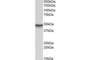 Image no. 1 for anti-Glial Fibrillary Acidic Protein (GFAP) (C-Term) antibody (ABIN374749) (GFAP Antikörper  (C-Term))