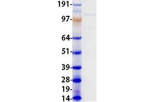 Western Blotting (WB) image for Elastin Microfibril Interfacer 2 (EMILIN2) protein (Myc-DYKDDDDK Tag) (ABIN2720158)