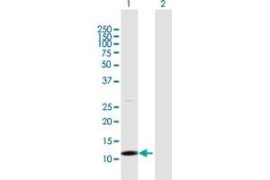 Western Blot analysis of TCL1B expression in transfected 293T cell line by TCL1B MaxPab polyclonal antibody. (TCL1B Antikörper  (AA 1-128))