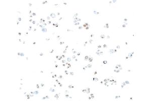 Immunocytochemistry (ICC) image for anti-Signal Transducer and Activator of Transcription 6, Interleukin-4 Induced (STAT6) (AA 600-650) antibody (ABIN7453987)