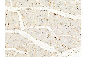 Caldesmon Mouse Monoclonal Antibody at 1/100 staining mouse muscle tissue by IHC-P. (Caldesmon Antikörper  (C-Term))