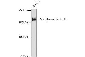 Western blot analysis of extracts of BxPC-3 cells, using Complement factor H antibody (ABIN7266479) at 1:1000 dilution.