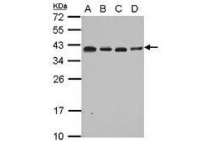 Image no. 2 for anti-Ribosomal Protein L6 (RPL6) (AA 7-223) antibody (ABIN1500745) (RPL6 Antikörper  (AA 7-223))