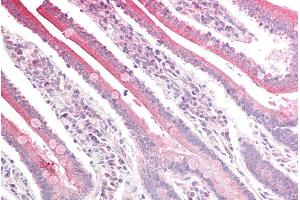 ABIN185237 (5µg/ml) staining of paraffin embedded Human Small Intestine. (RGS18 Antikörper  (C-Term))