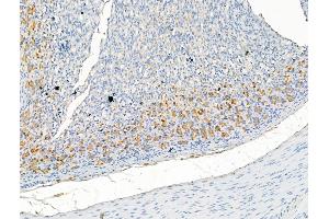 ABIN7094508 and ABIN7098557 at 1/100 staining Rat stomach tissue by IHC-P. (CAP1 Antikörper  (Internal Region))