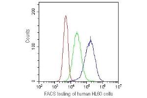 FACS testing of human HL60 cells with CD41 antibody at 1ug/10^6 cells. (Integrin Alpha2b Antikörper)
