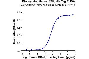 Immobilized Biotinylated Human 2B4, His Tag at 0. (2B4 Protein (AA 22-221) (His-Avi Tag,Biotin))