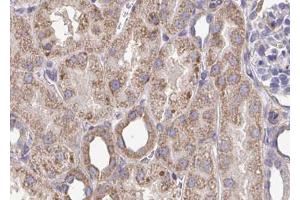 ABIN6272907 at 1/100 staining Mouse kidney tissue by IHC-P. (SQLE Antikörper  (C-Term))