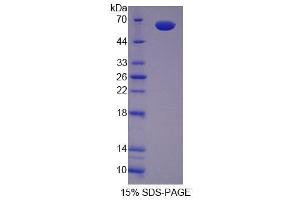 SDS-PAGE (SDS) image for Secernin 1 (SCRN1) (AA 2-414) protein (His tag) (ABIN6239207) (Secernin 1 Protein (SCRN1) (AA 2-414) (His tag))