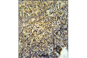 WAS Antibody IHC analysis in formalin fixed and paraffin embedded tonsil tissue followed by peroxidase conjugation of the secondary antibody and DAB staining. (WASP Antikörper  (AA 116-144))