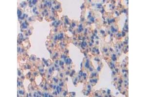 IHC-P analysis of Mouse Tissue, with DAB staining. (SLC30A5 Antikörper  (AA 639-751))