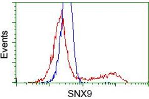 Image no. 1 for anti-Sorting Nexin 9 (SNX9) antibody (ABIN1501047) (SNX9 Antikörper)
