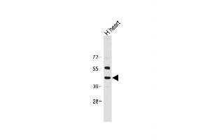 Anti-NEU2 Antibody (N-term) at 1:2000 dilution + Human heart tissue lysate Lysates/proteins at 20 μg per lane. (NEU2 Antikörper  (N-Term))