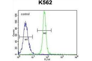 Flow cytometric analysis of K562 cells using LRIT1 Antibody (C-term) Cat. (LRIT1 Antikörper  (C-Term))