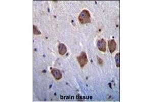 NT5DC4 Antibody (Center) (ABIN655355 and ABIN2844914) immunohistochemistry analysis in formalin fixed and paraffin embedded human brain tissue followed by peroxidase conjugation of the secondary antibody and DAB staining. (NT5DC4 Antikörper  (AA 172-200))