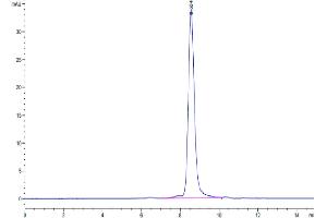 MXRA8 Protein (AA 20-341) (His tag)