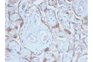 Formalin-fixed, paraffin-embedded human Placenta stained with TIMP2 Rabbit Recombinant Monoclonal Antibody (TIMP2/2488R). (Rekombinanter TIMP2 Antikörper  (N-Term))