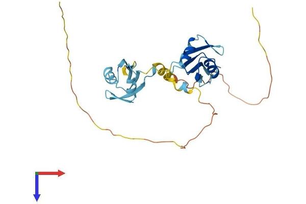 HNRNPAB Protein (AA 1-285) (His tag)
