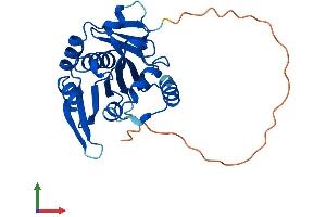 AlphaFold protein structure predicition of Mouse Recombinant Nat9 Protein, UniprotID Q3UG98
