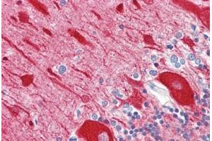 Anti-TUBB3 / Beta III Tubulin antibody IHC staining of human brain, cerebellum.