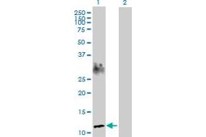Western Blot analysis of SPEG expression in transfected 293T cell line by SPEG MaxPab polyclonal antibody. (SPEG Antikörper  (AA 1-113))