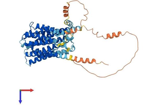 SLC19A1 Protein (AA 1-512) (His tag)